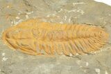 Cambrian Trilobite (Hamatolenus) - Tinjdad, Morocco #222418-1